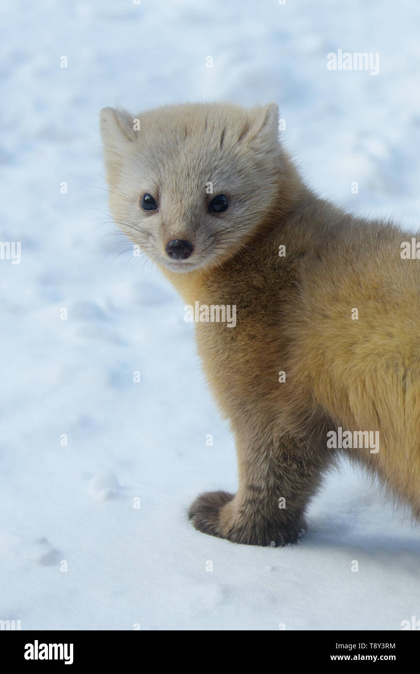 Sable Martes Zibellina In Its Winter Coat Hokkaido Island Japan