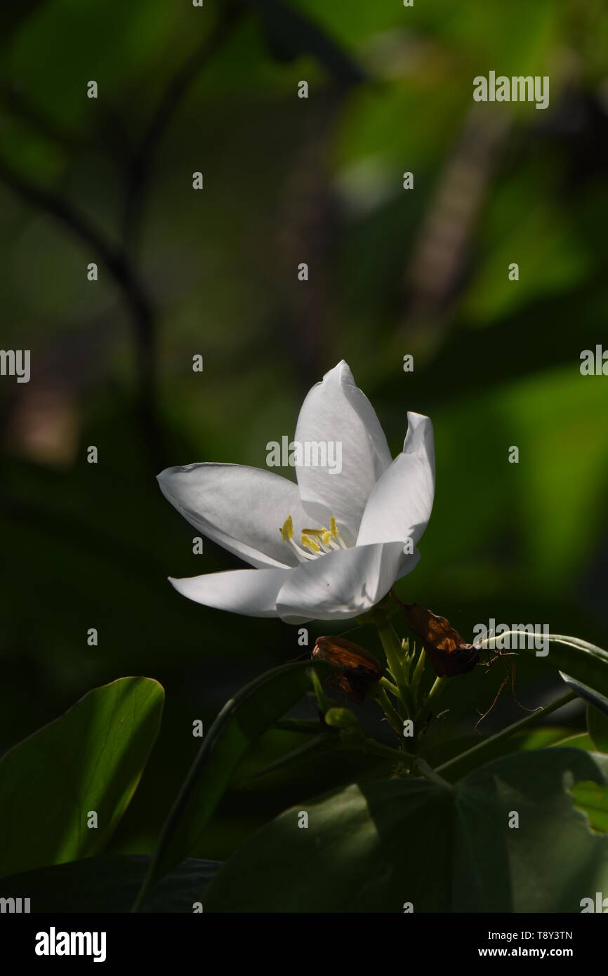 Bauhinia acuminata or White Orchid-tree at the Alipore Zoological Garden in Kolkata, India. Stock Photo