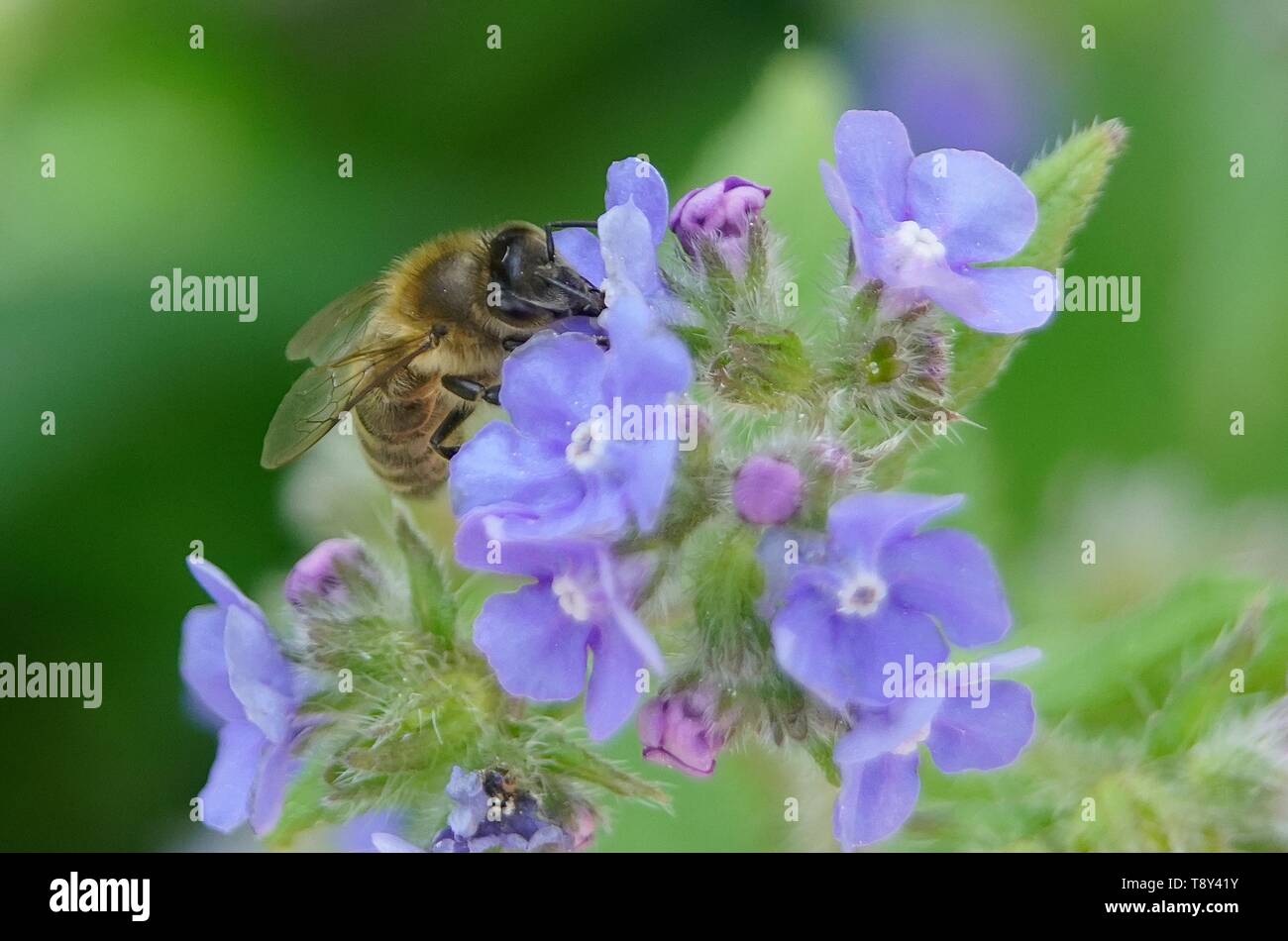 Honey Bee colecting pollen on a flower in the British Countryside close up macro photography Stock Photo