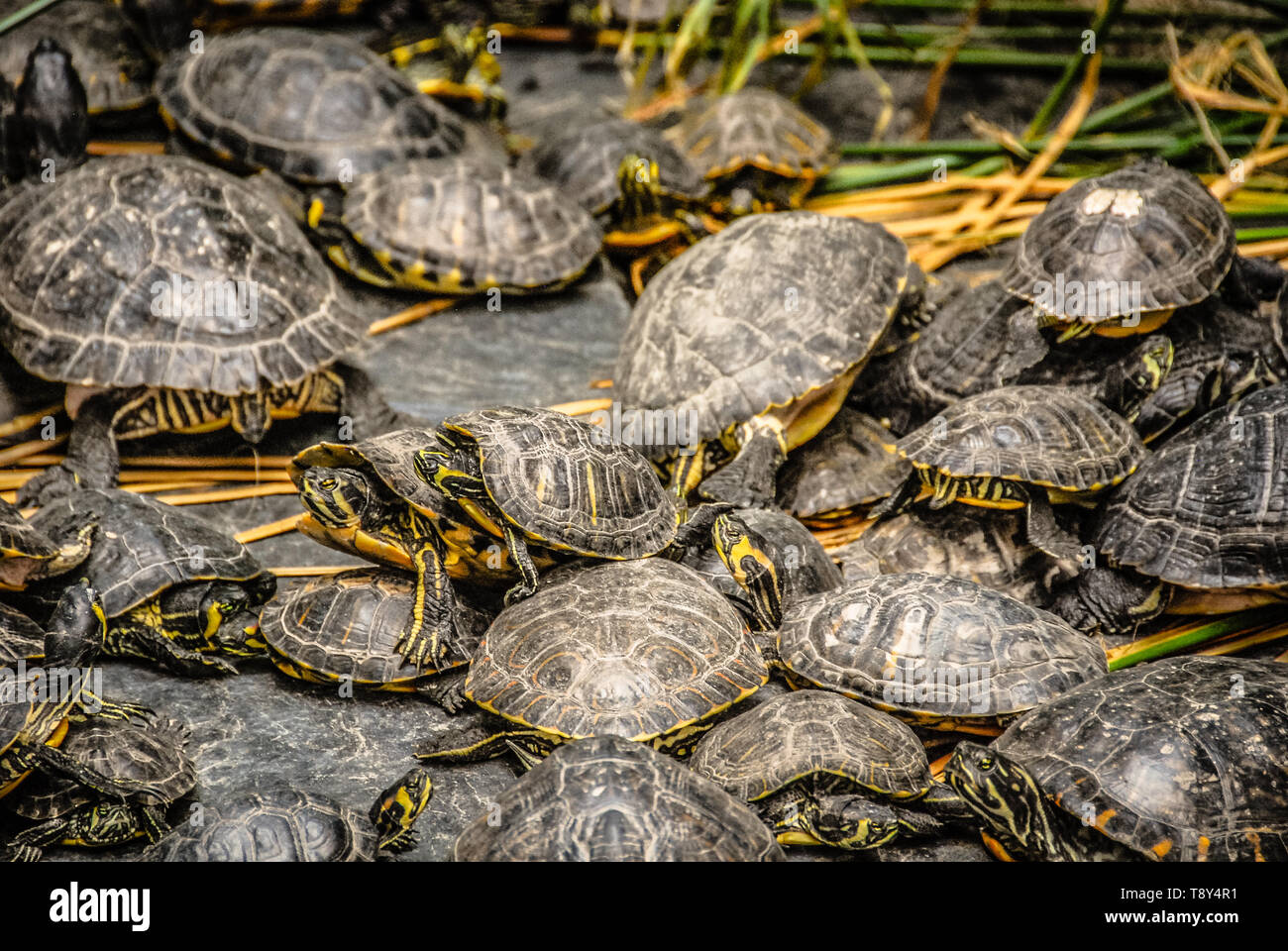 A large group (bale) of European Turtles. Stock Photo