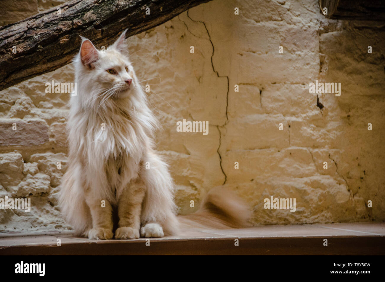 Portrait Of A Furry White Maine Coon Cat Stock Photo 246459049