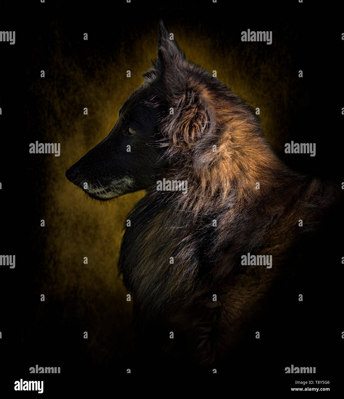 Belgian Tervuren Profile on Brown Stock Photo