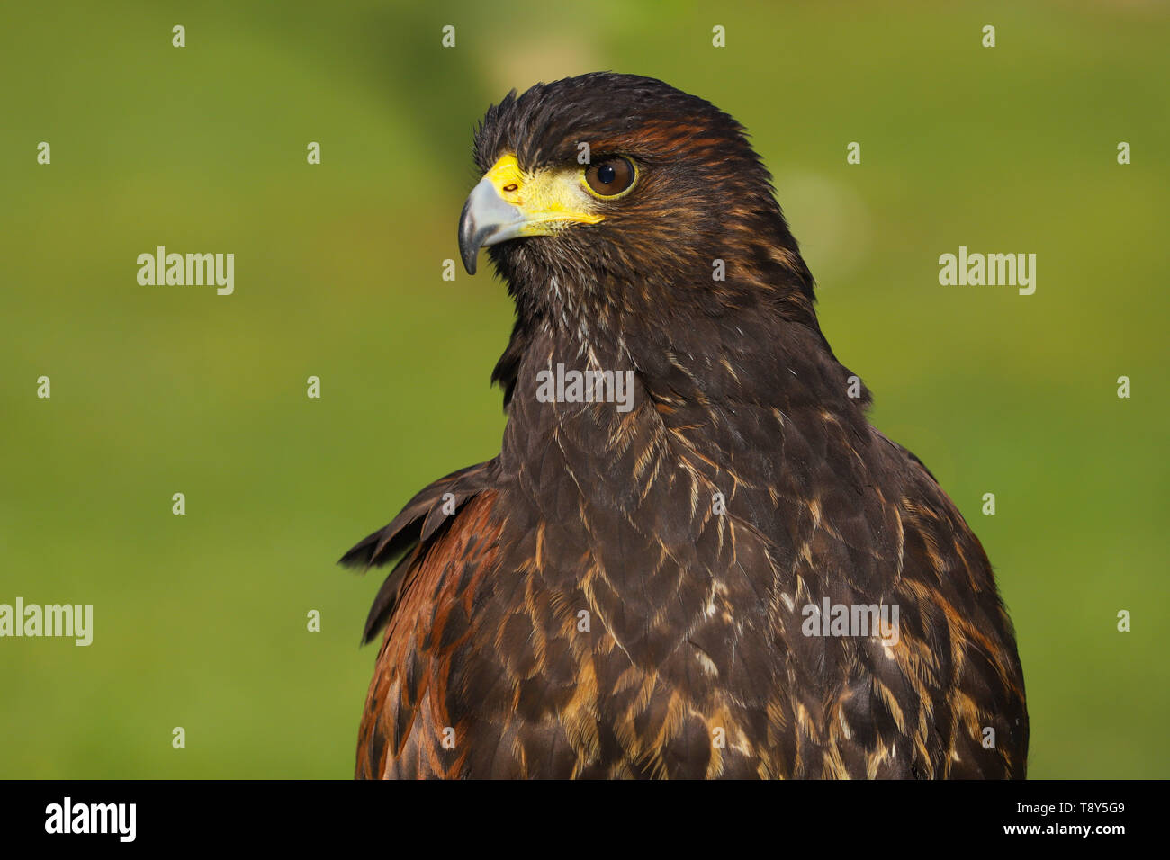 A Close Up Portrait Of The Head And Shoulders Of A Harris