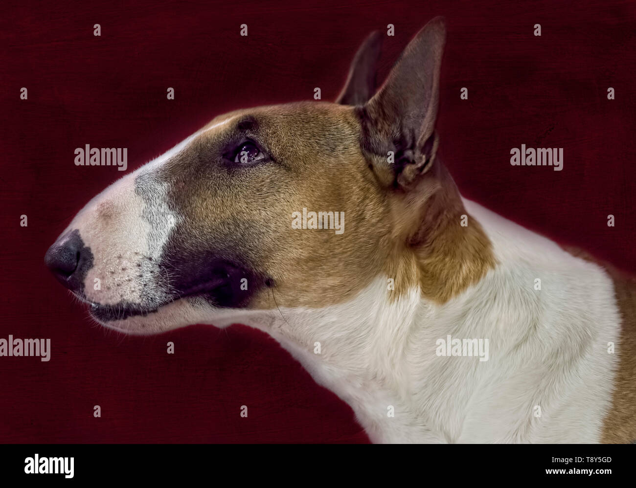 Bull Terrier Profile Head Shot Stock Photo