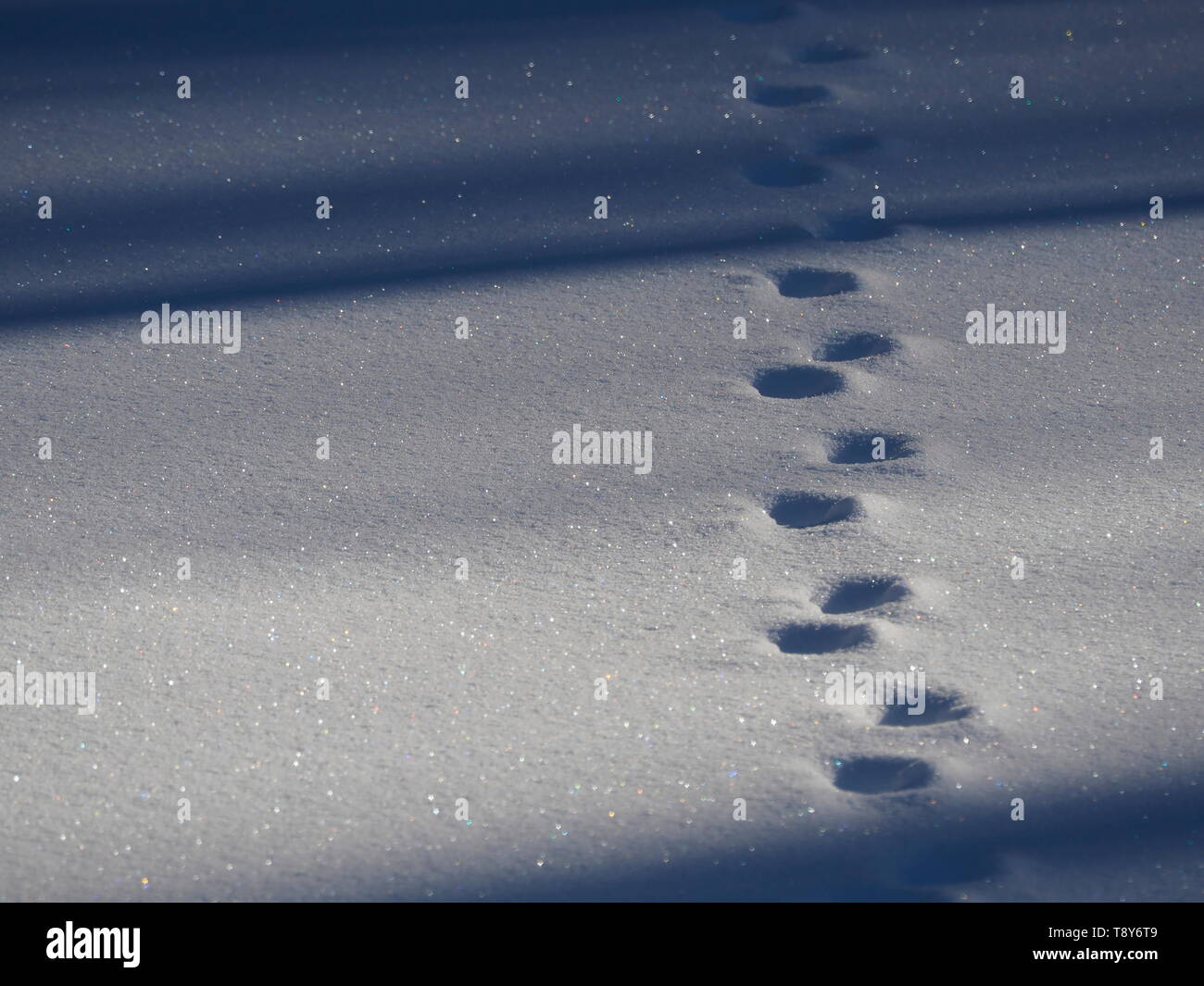 Deer tracks in snow hires stock photography and images Alamy