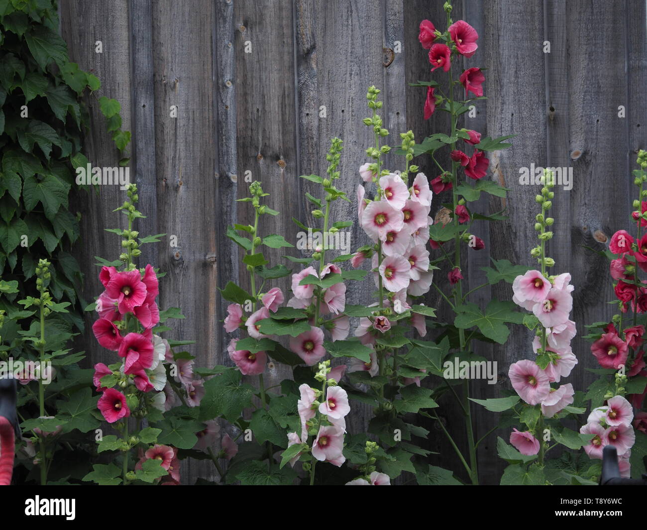 White And Pink Hollyhocks High Resolution Stock Photography and Images ...