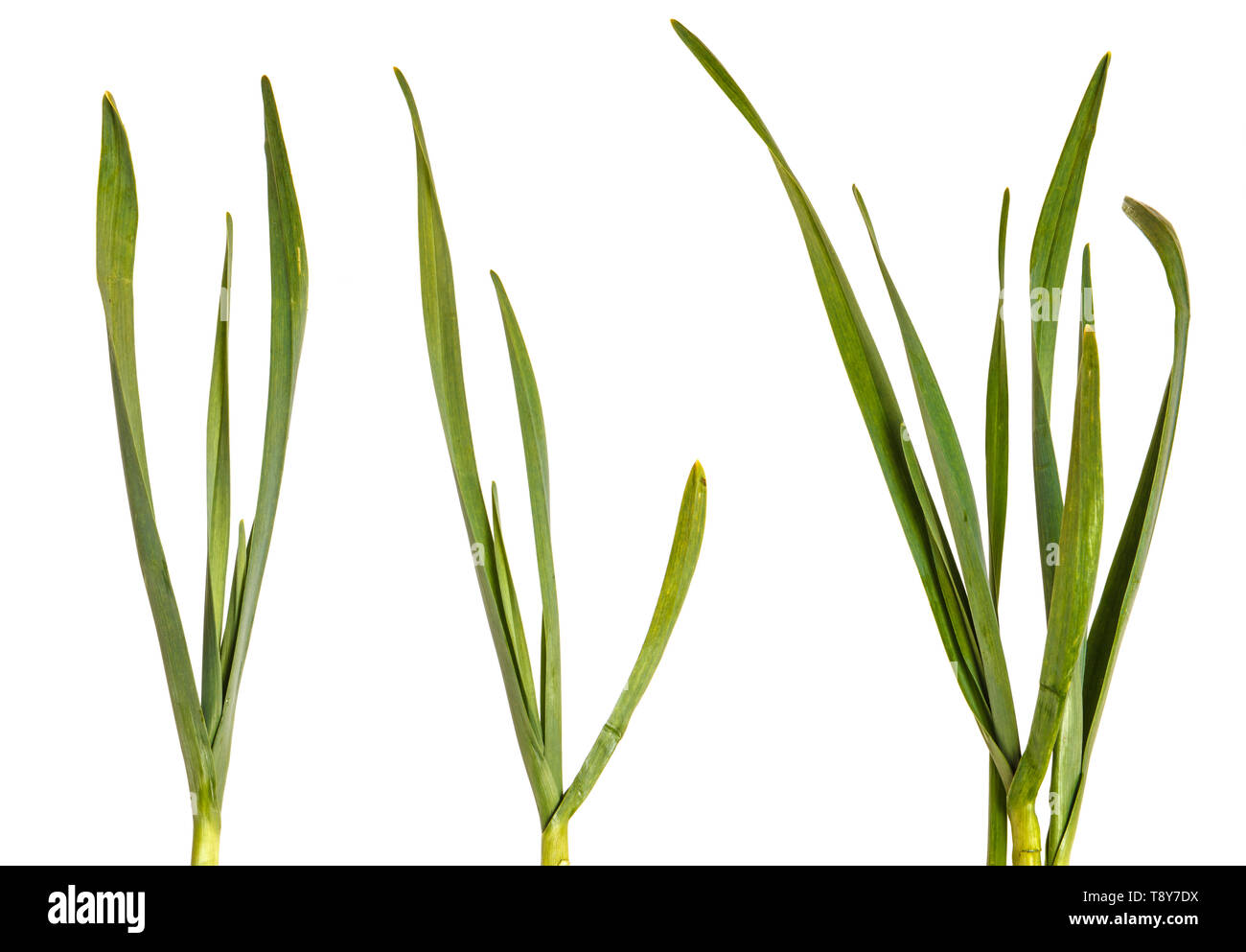 Green leaves of garlic. Isolated on white. Set Stock Photo Alamy