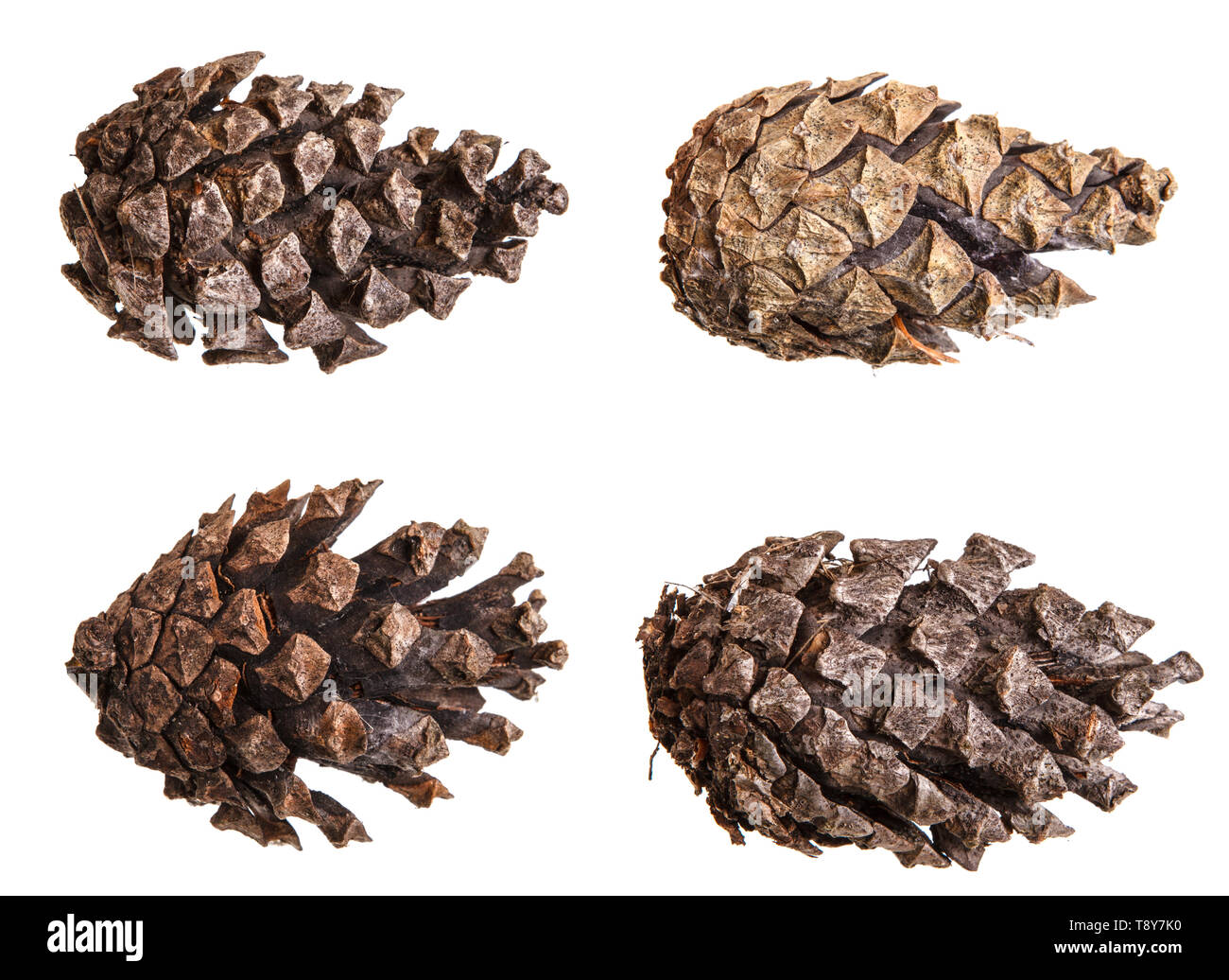 Dry pine cone isolated on white. Set Stock Photo
