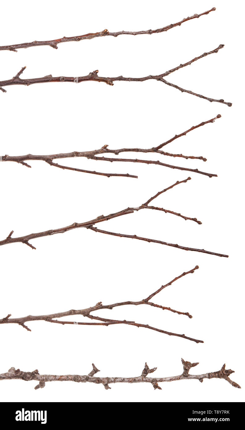 dry thin branches of the tree. isolated on white. Set Stock Photo Alamy
