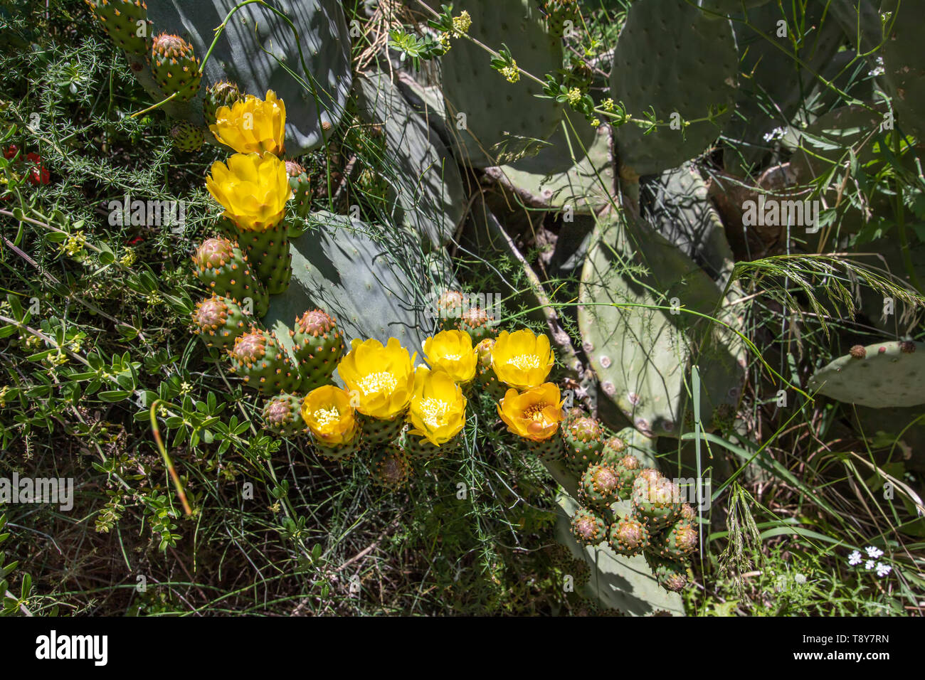 Sabra cactus buds and flowers against a blurry background of prickly thickets closeup Stock Photo