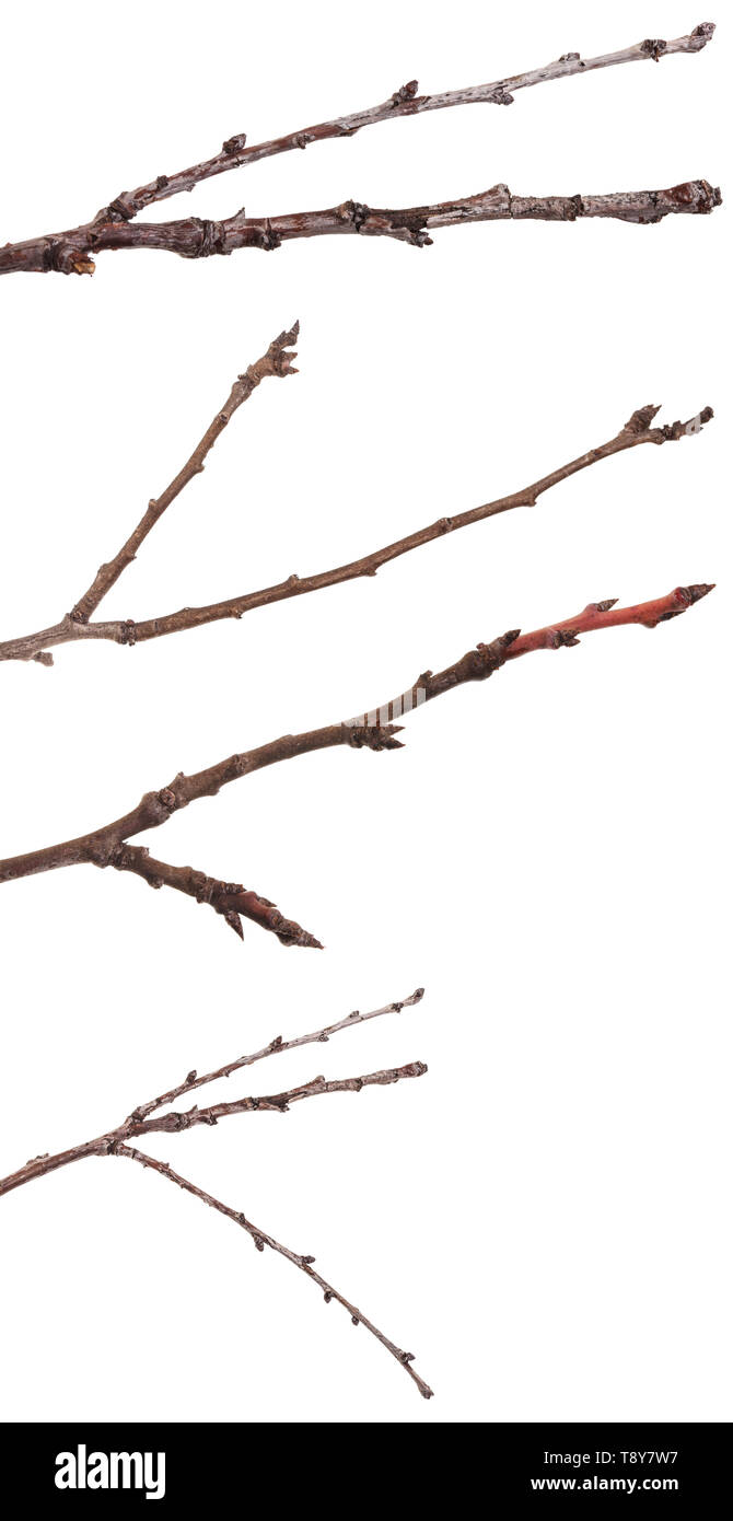 dry thin branches of the tree. isolated on white. Set Stock Photo Alamy