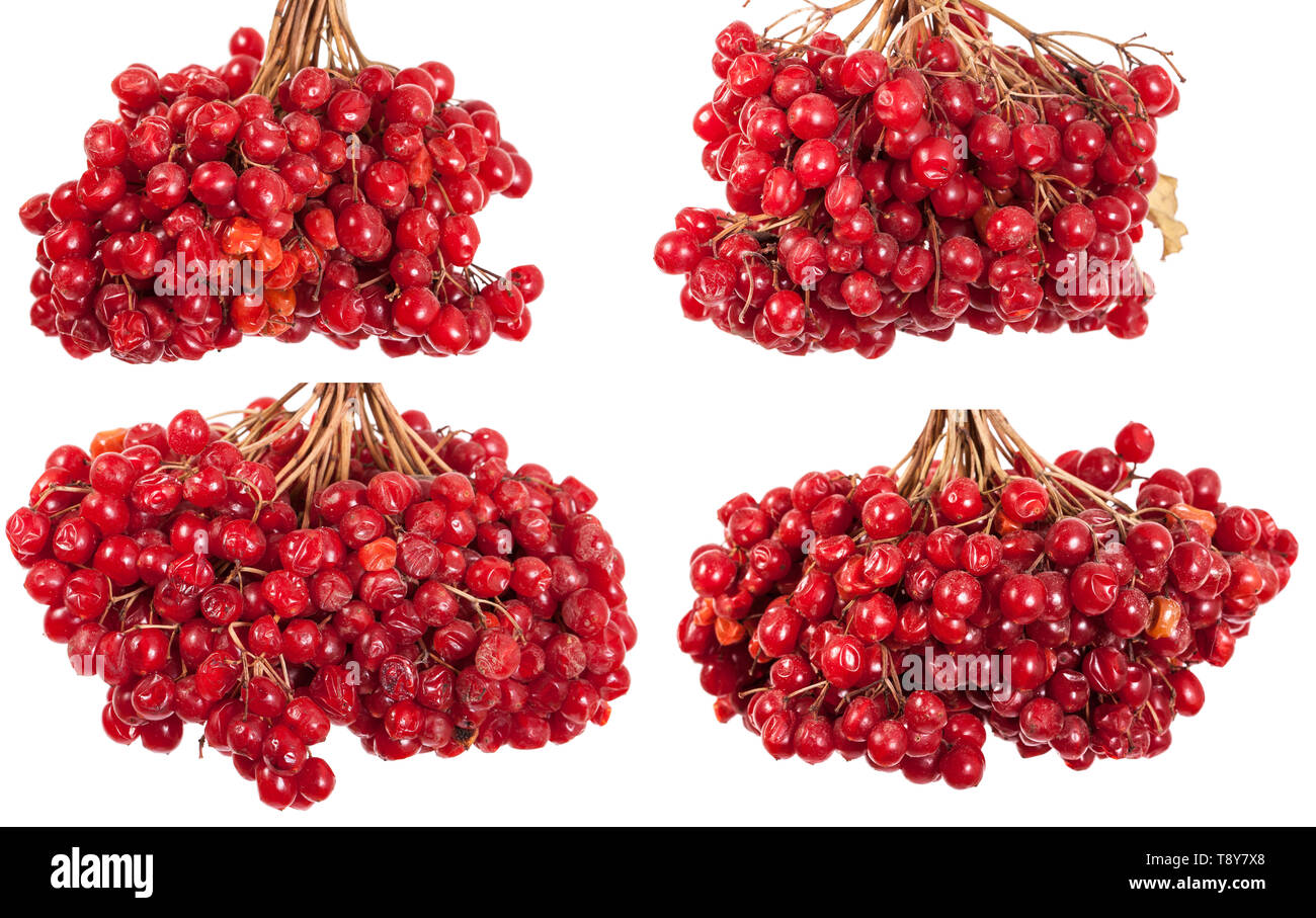 bunch of red berries Viburnum. Isolated on white. Set Stock Photo