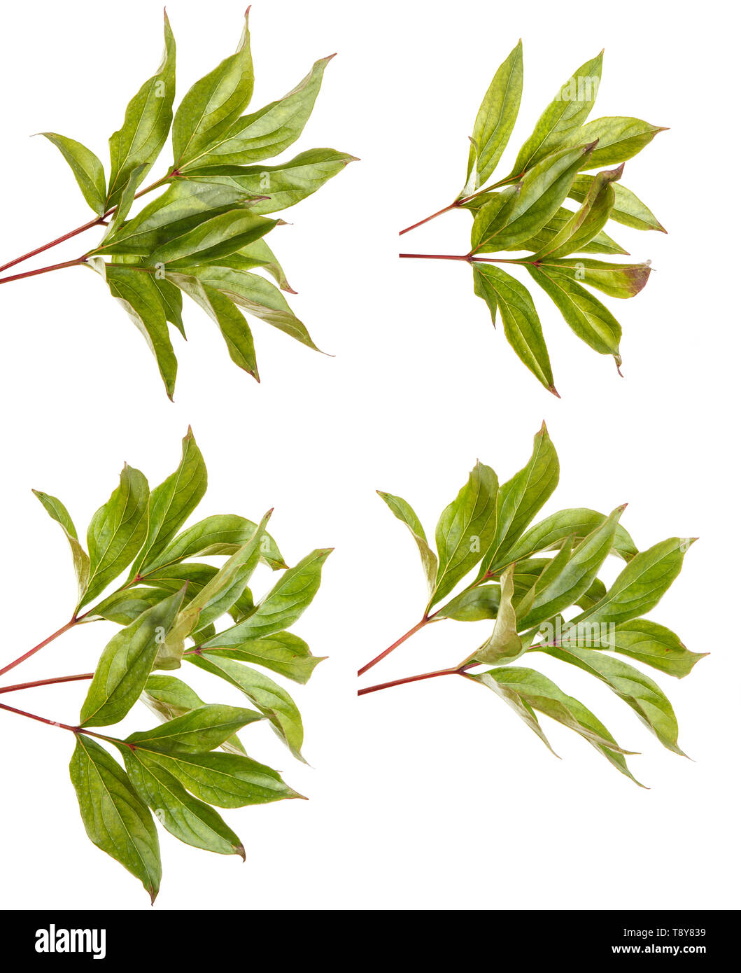 Green leaf of a peony plant. Isolated on whited. Set Stock Photo - Alamy