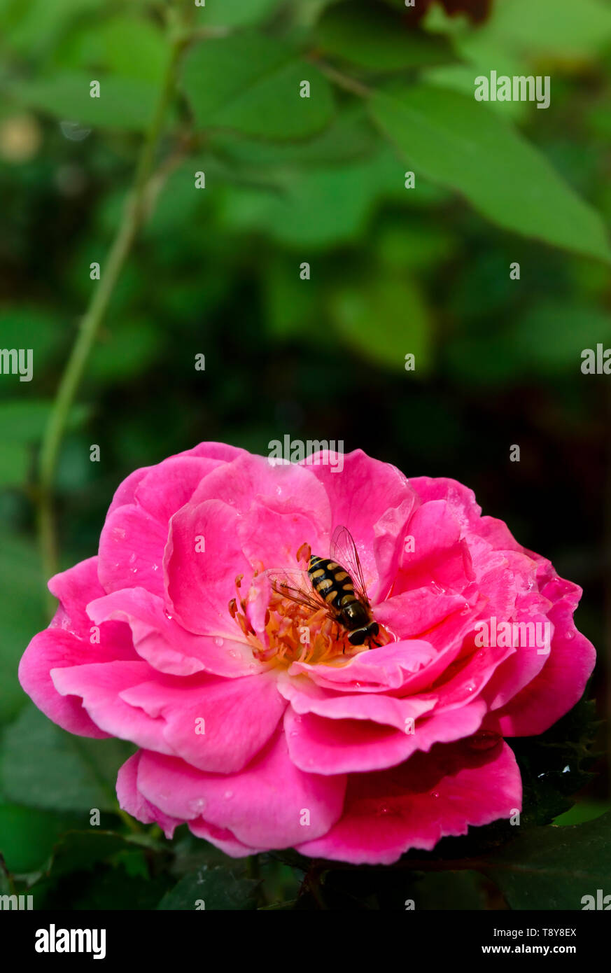 Nectar rose hires stock photography and images Alamy