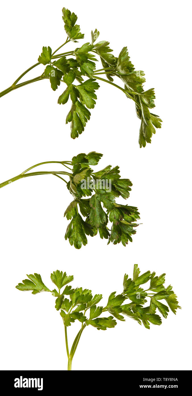 Green leaves of parsley. Isolated on white. Set Stock Photo