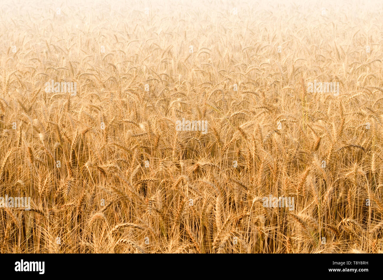 Golden wheat field background with ripened spikelets Stock Photo