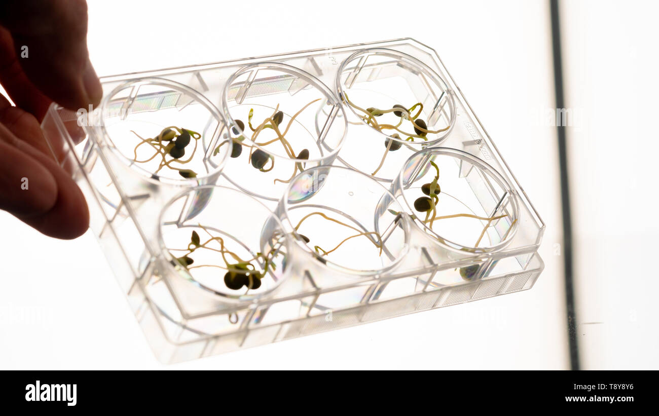GMO plant sprouts science lab Stock Photo - Alamy