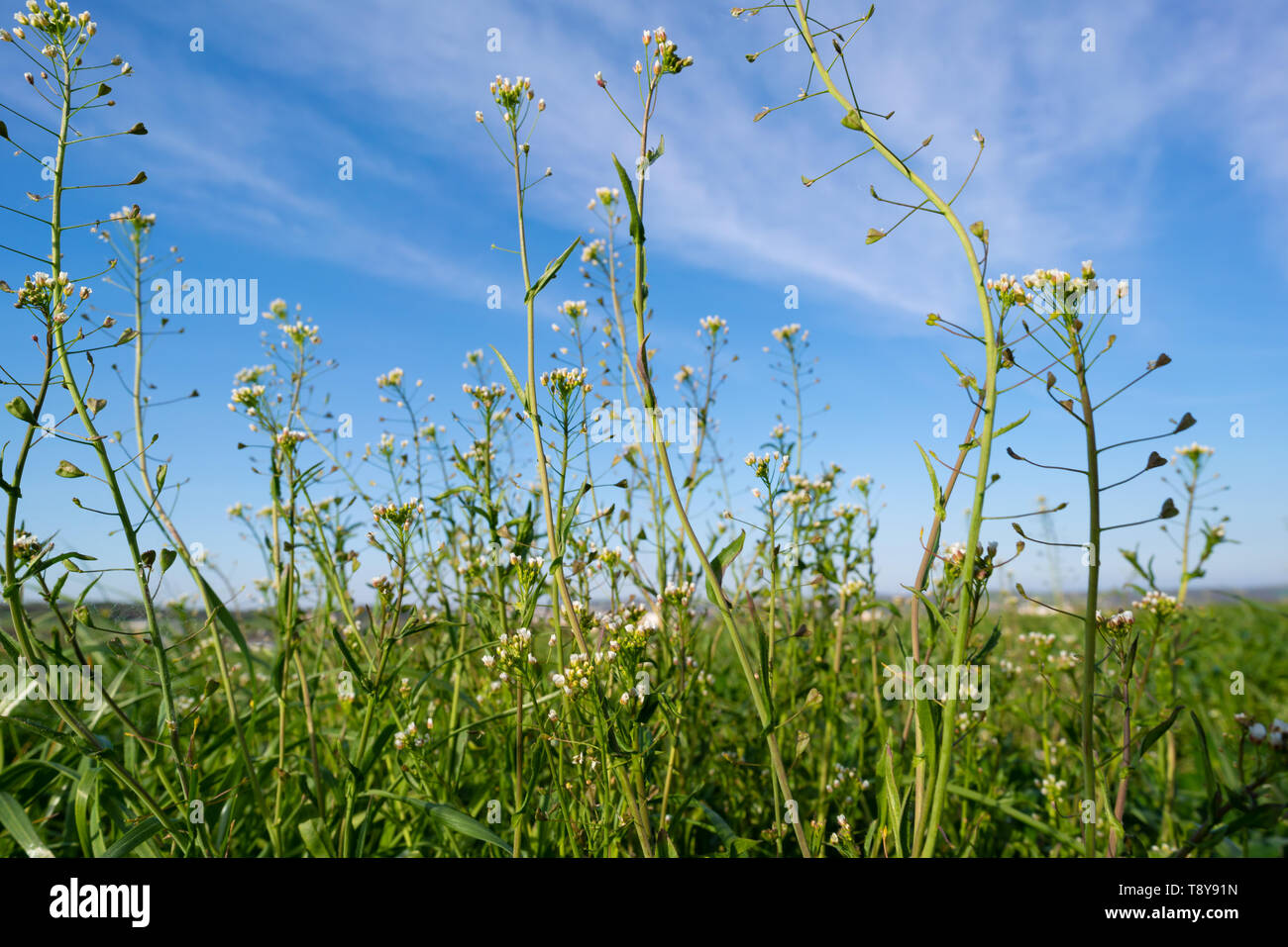 Rapeseed flower against the sky Stock Photo