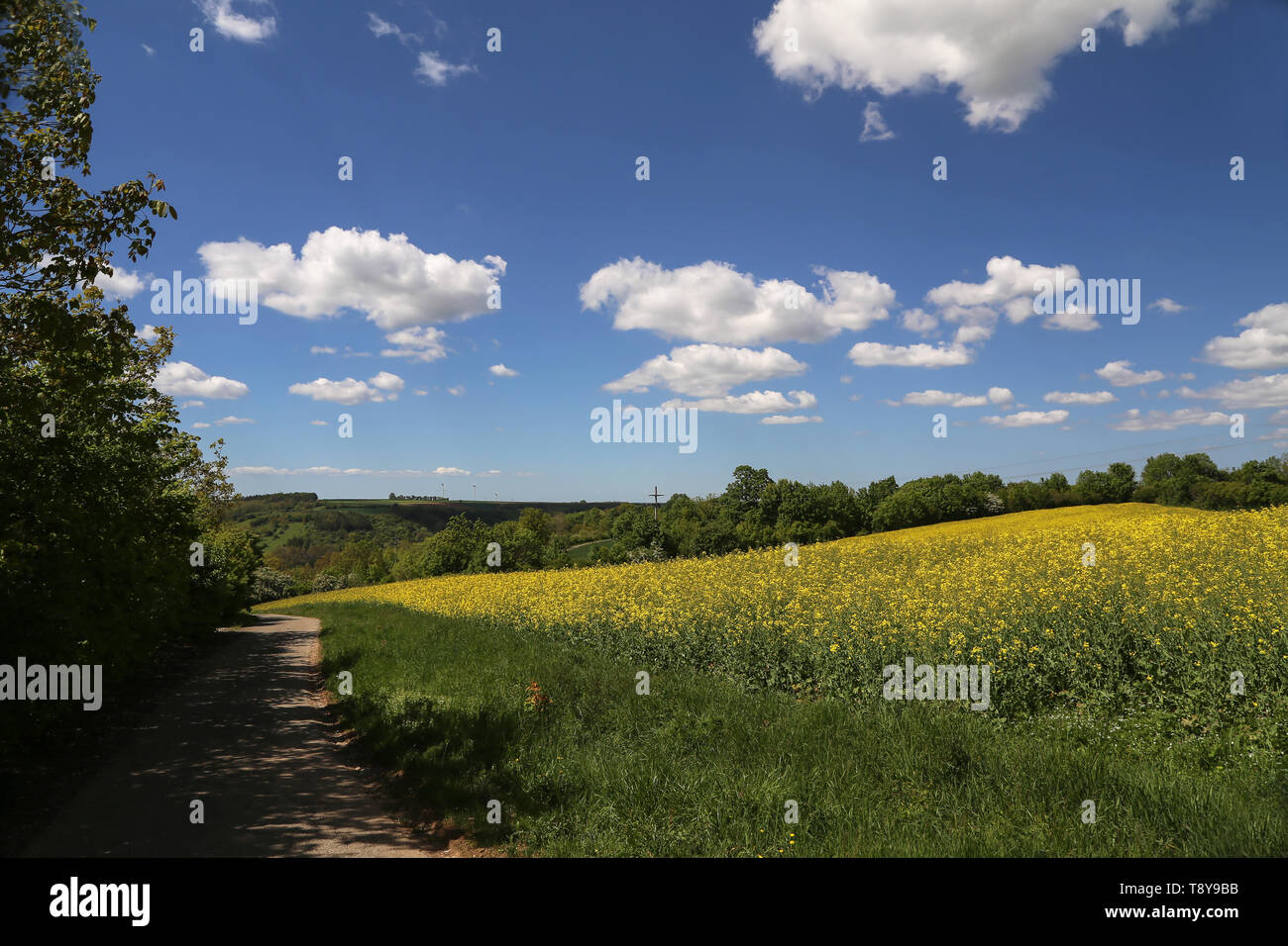 Cultivated yellow colorful raps field in Germany Stock Photo
