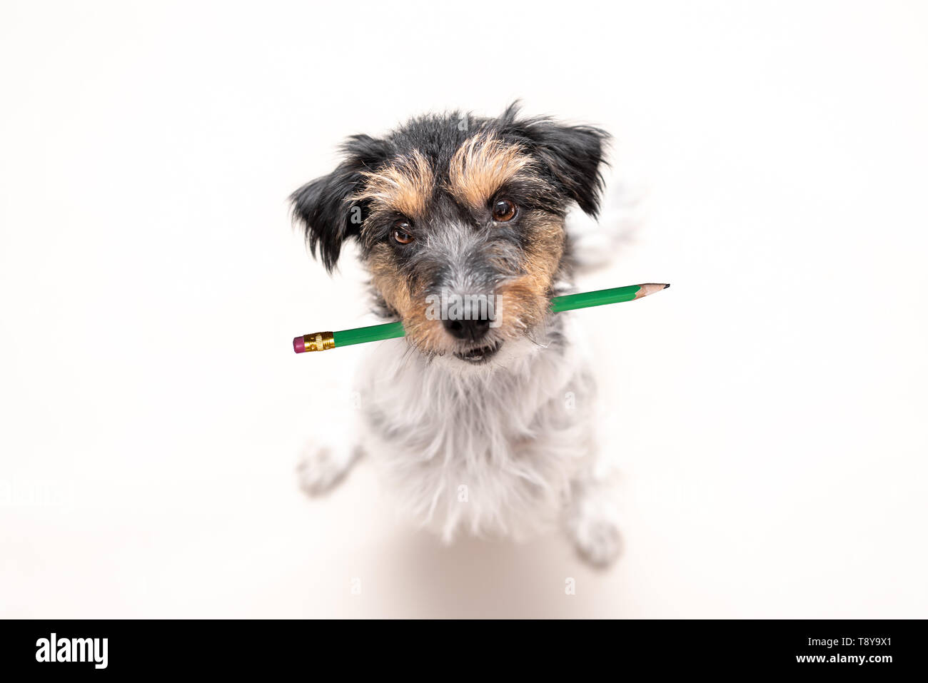 Adorable Jack Russell Terrier dog holds a pencil in his mouth. Cute