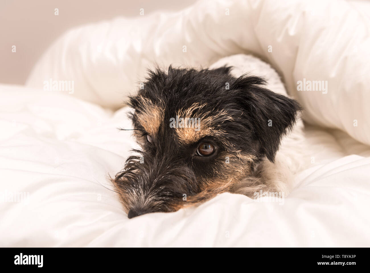 Cute small dog sleeping in bed with white bedding tricolor jack