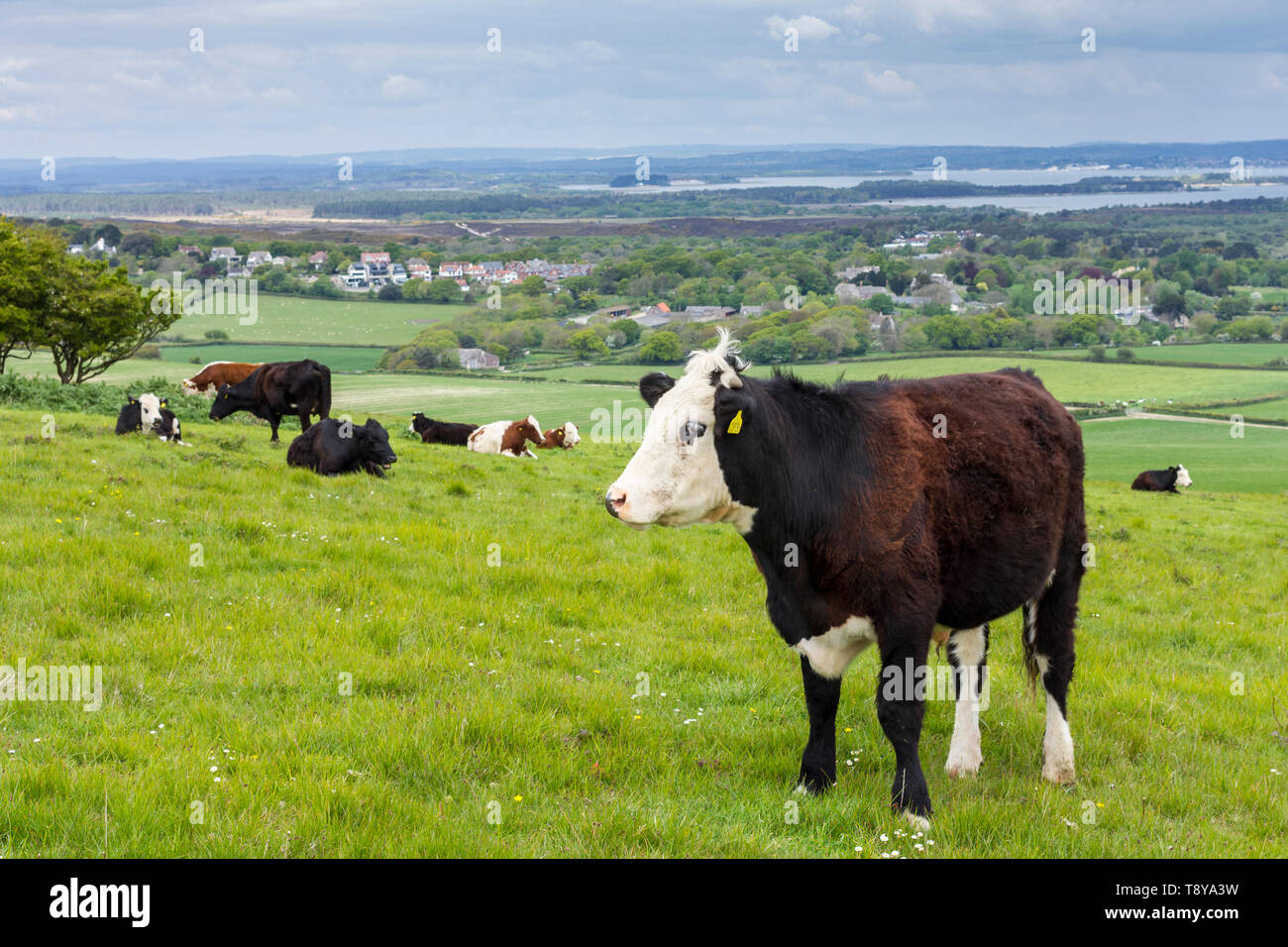 Cows grazing in the English, Dorset countryside, Isle of Purbeck, Ballard Down, England, United Kingdom Stock Photo