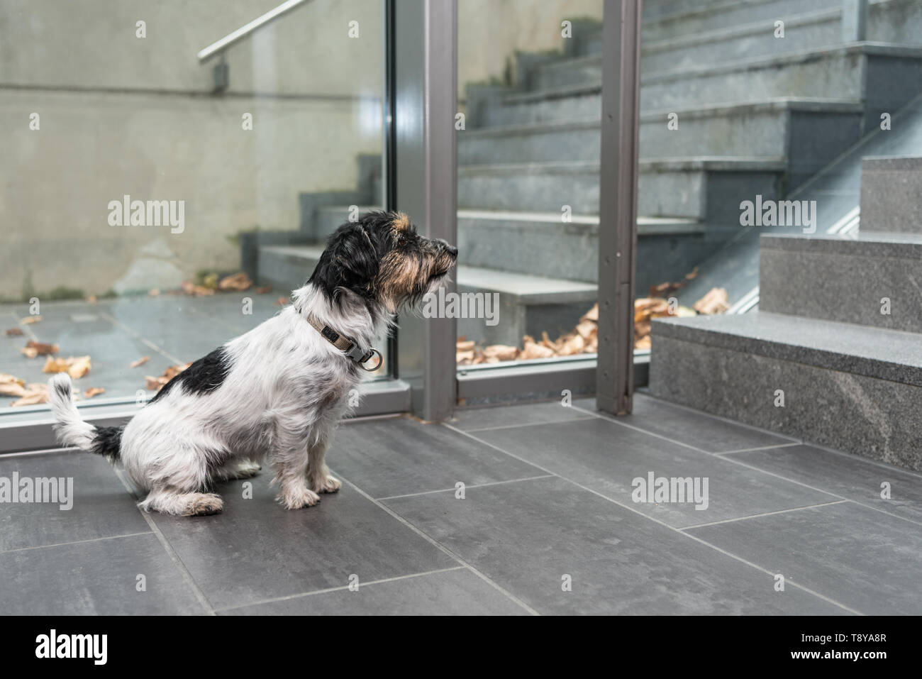 Jack Russell Terrier 3 years old. Dog sitting and waiting on a stair in a public building. Stock Photo