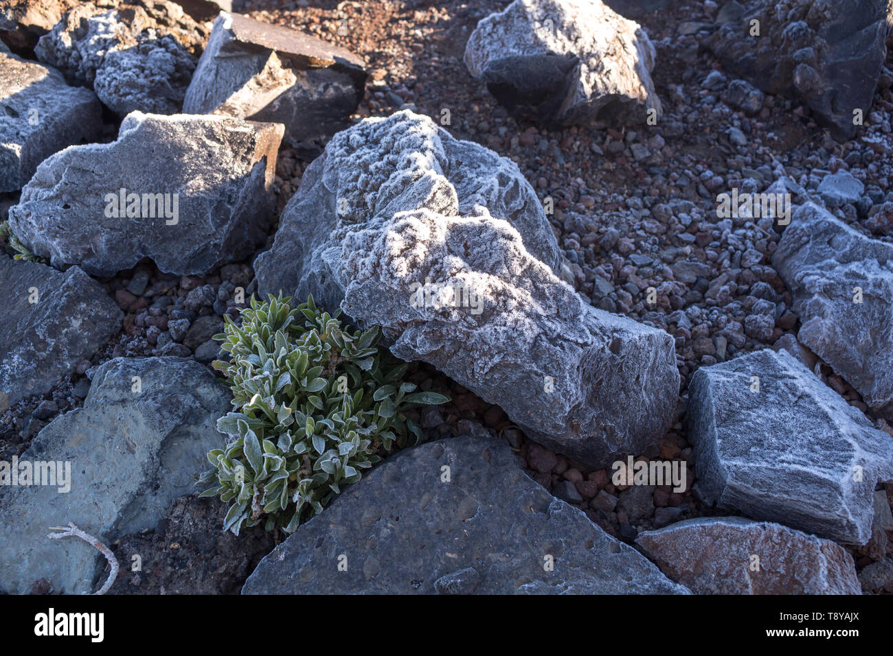 Lava stones covered by thin layer of an ice, together with a plants with ice on the silhouette of the leaves. Cold spring morning in Teide National Pa Stock Photo
