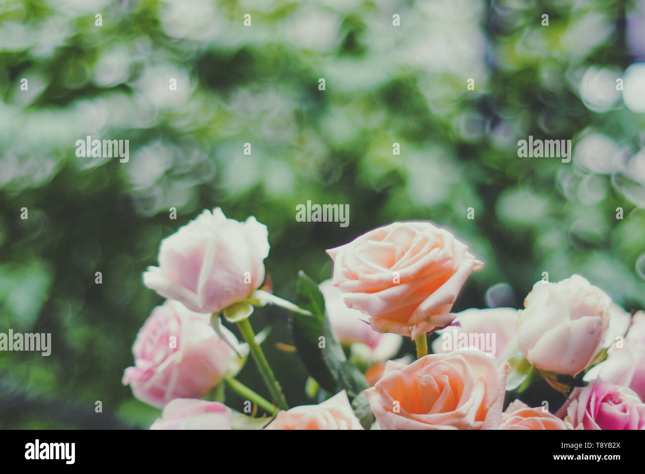 Blurry Roses Blurred Sweet pastel color of rose flowers in bokeh texture soft blur ...
