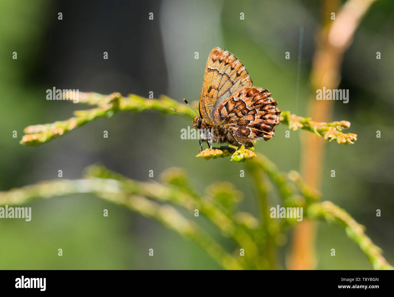 Western Pine Elfin Butterfly Stock Photo
