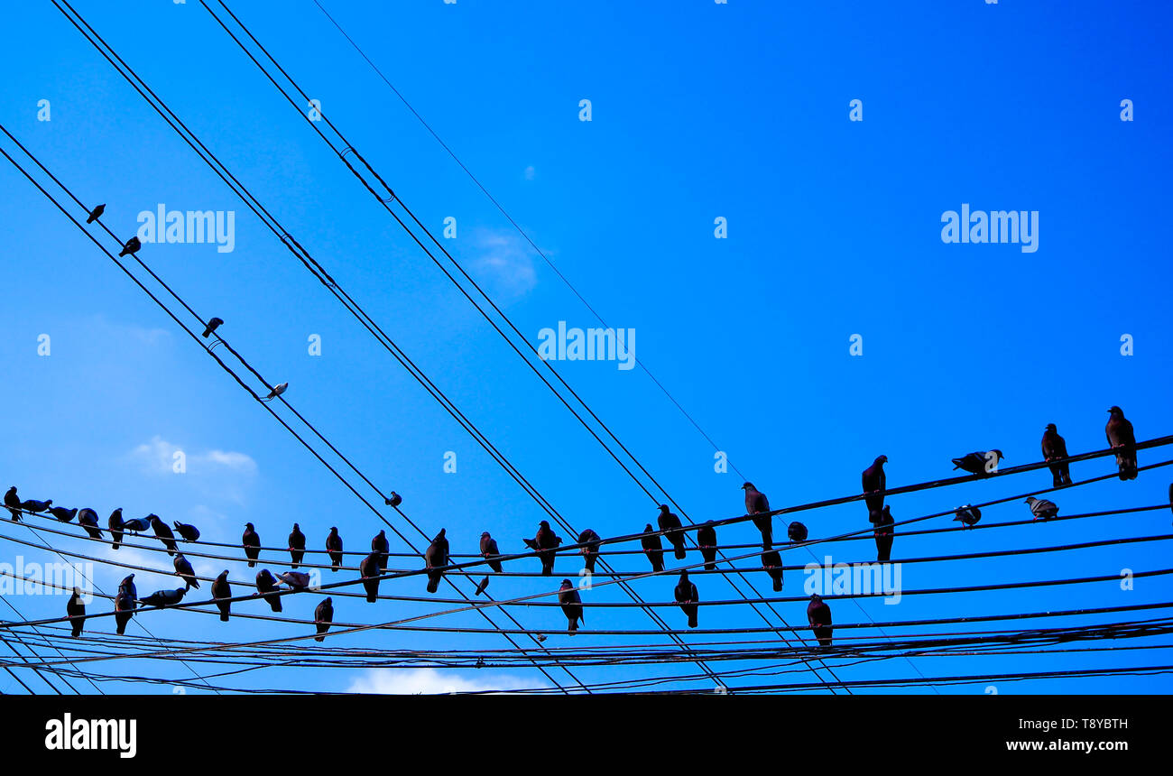 birds on power line wires against blue sky with clouds background ...