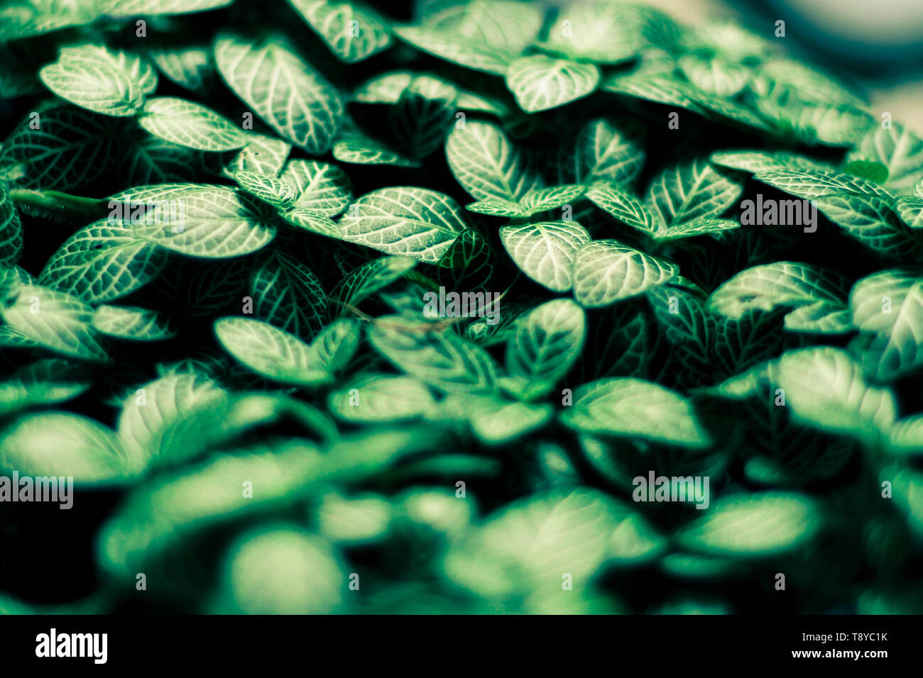 Green Leaves Pattern Background Natural Background And Wallpaper Background In Dark Light Eco Concept Image Or Refreshment Concept Background Stock Photo Alamy