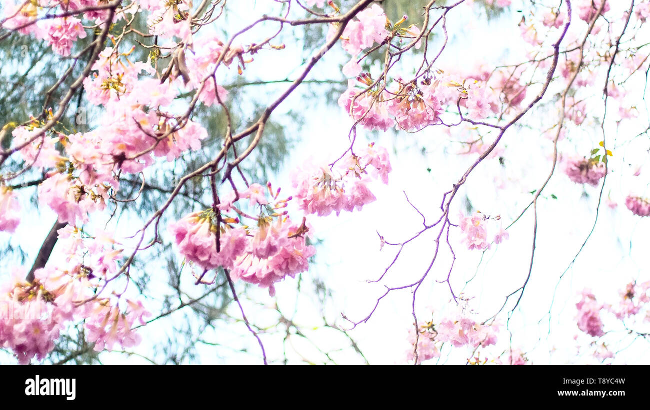 Pink cherry blossoms isolated on white nature background spring summer ...