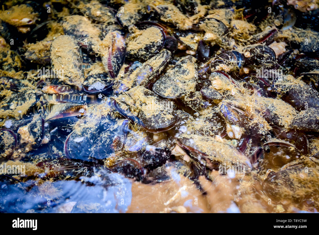 Live blue mussels are in aquarium, tank at traditional seafood restaurant for sale, sea shells