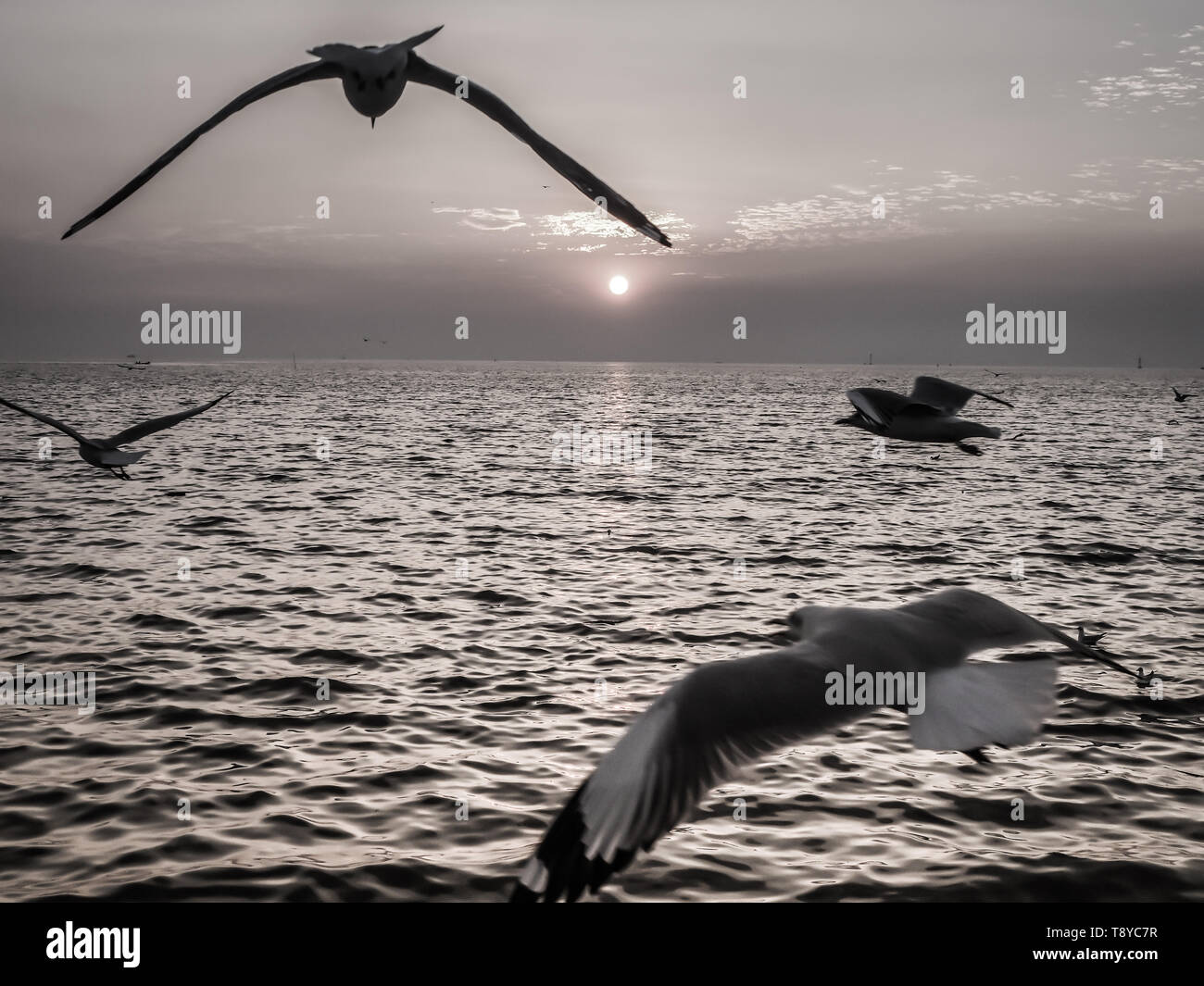black white photo of Seagull seabird flying over the sea on the ...