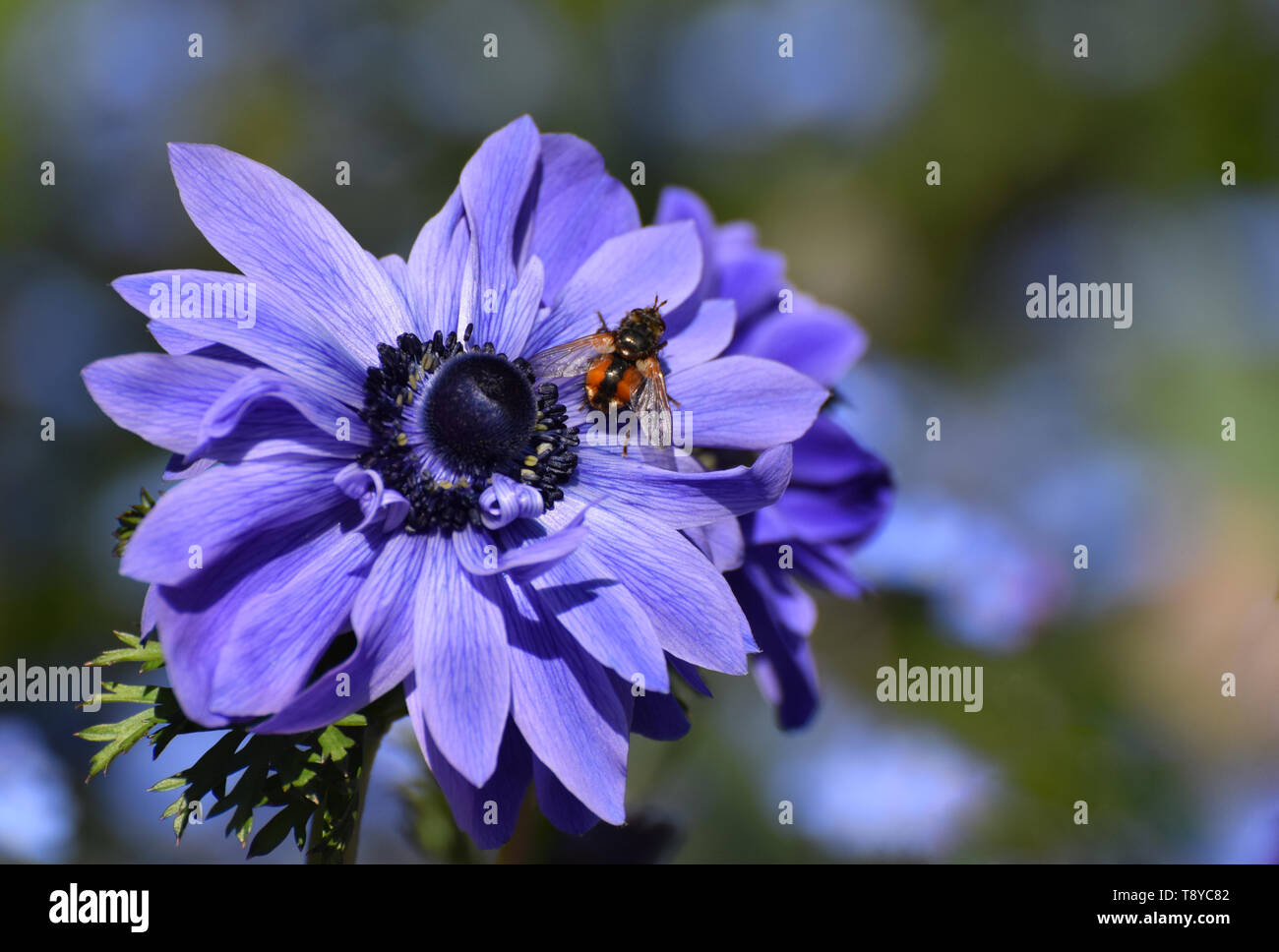 Bee on blue anemone flower Stock Photo