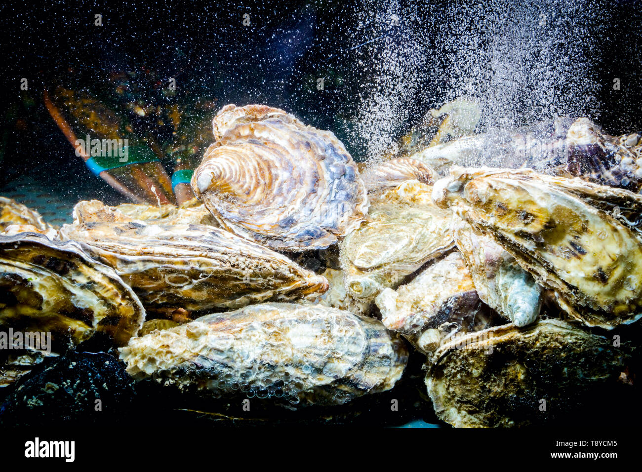 Live oysters for clearance sale for fish tank