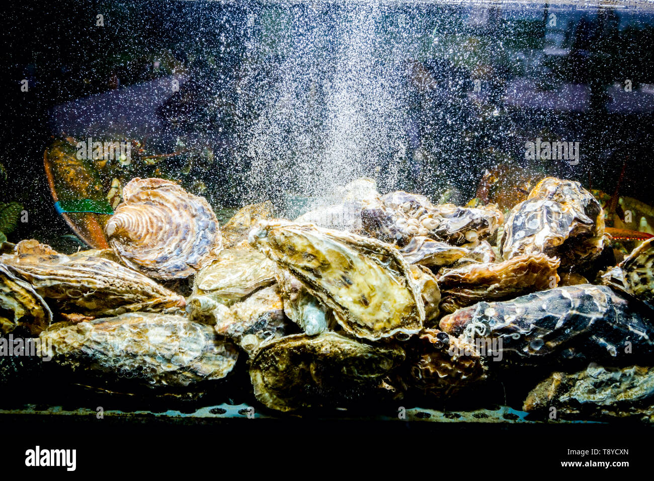 Live oysters are in aquarium, tank at traditional seafood restaurant