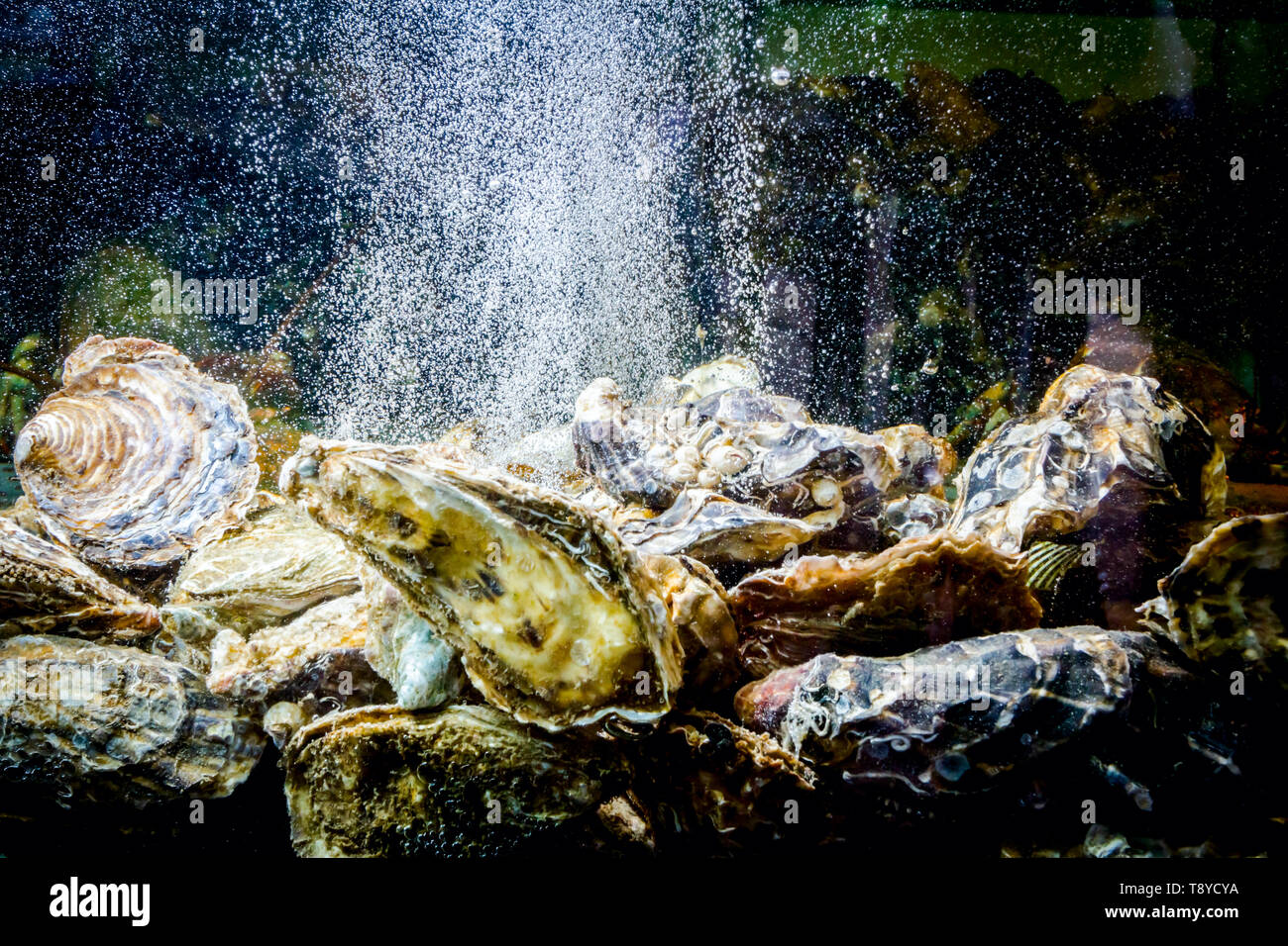 Live oysters are in aquarium, tank at traditional seafood restaurant