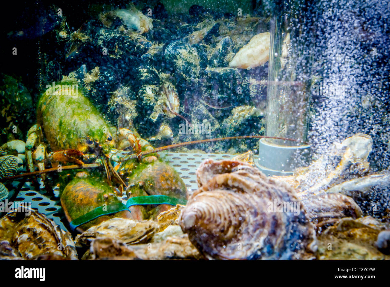 Sell aquarium fish hires stock photography and images Alamy