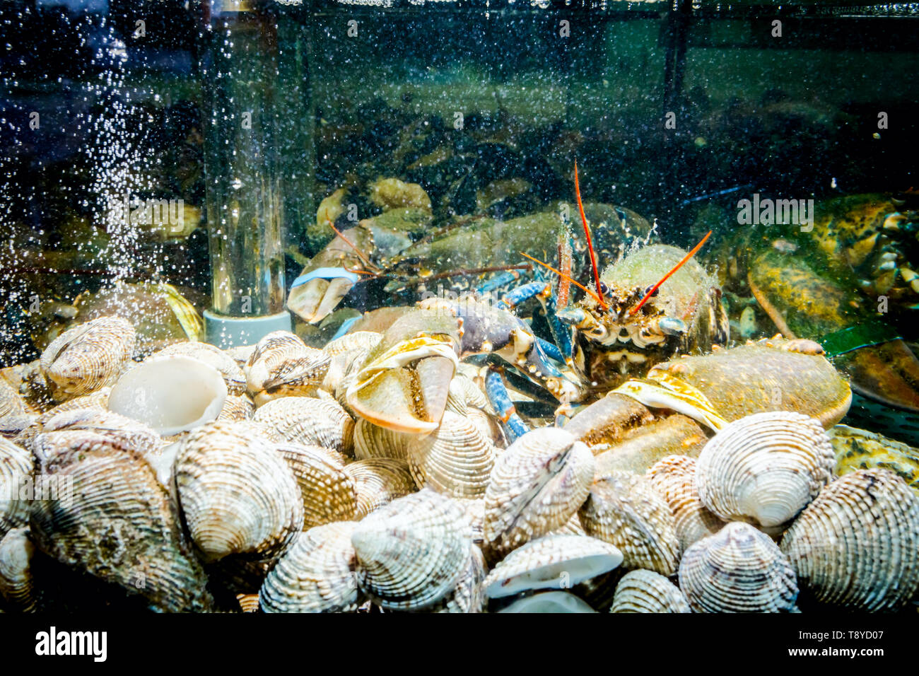 Live exotic and expensive crayfish with tied claws on pile of clams are in aquarium, tank at