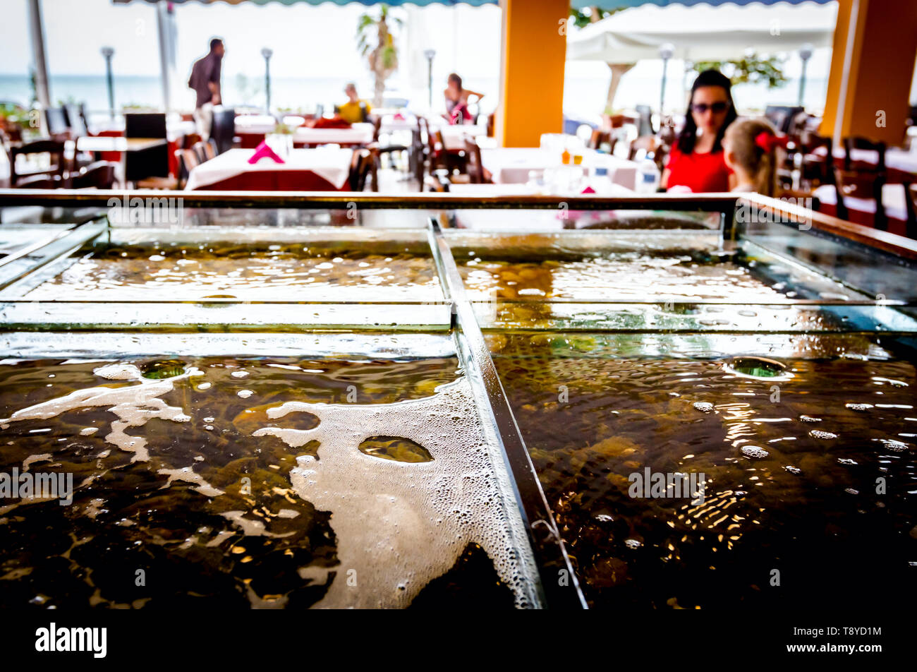 Live sea animals are in divided aquarium, tank at traditional seafood