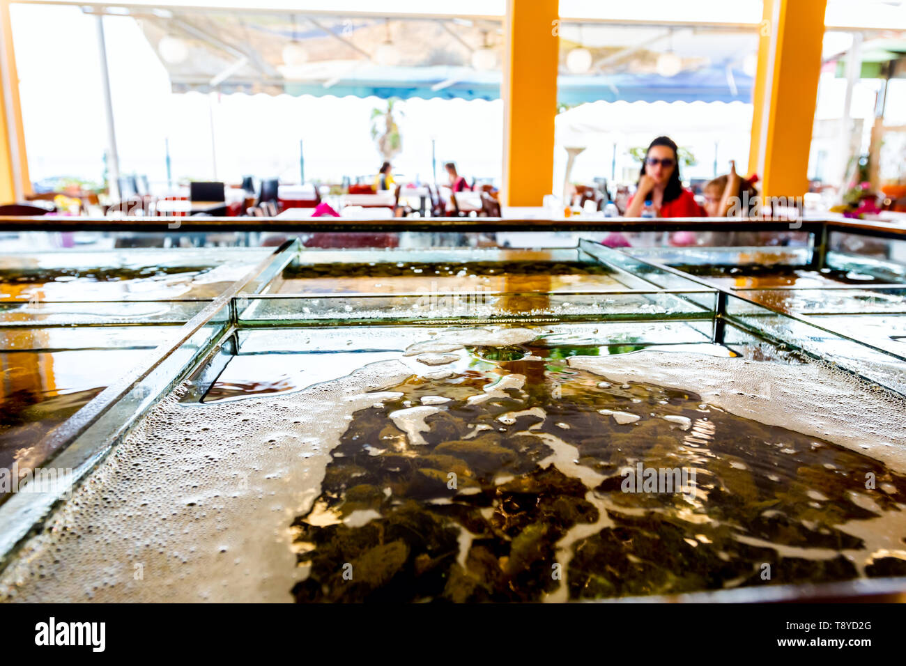 Live sea animals are in divided aquarium, tank at traditional seafood