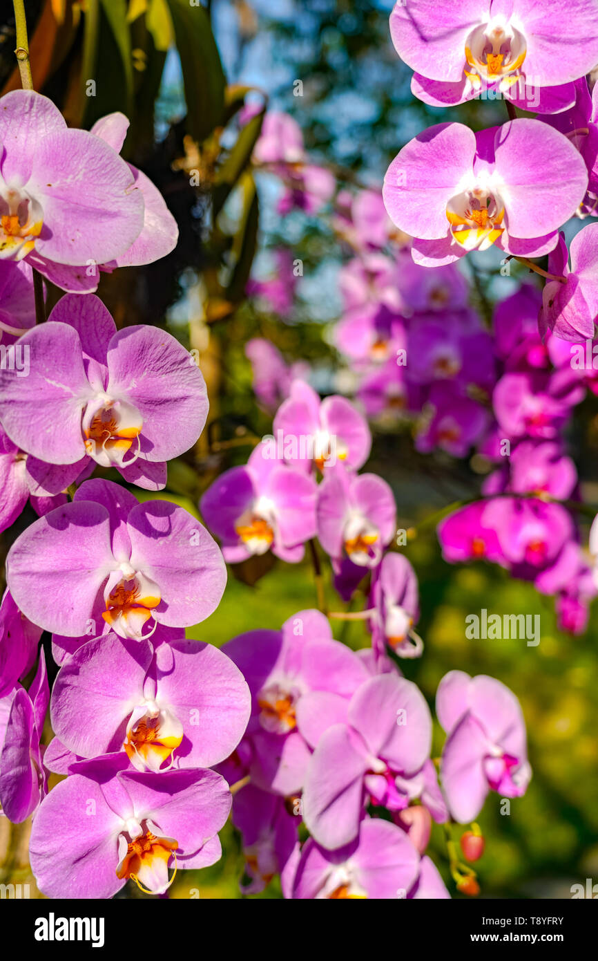 Phalaenopsis Orchid flower in garden at spring day for postcard beauty and agriculture idea concept design. Stock Photo