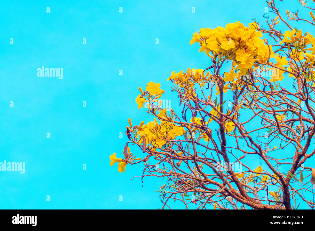 Yellow Blossom Flower Spring Summer Color Sky Blue Background Stock Photo Alamy
