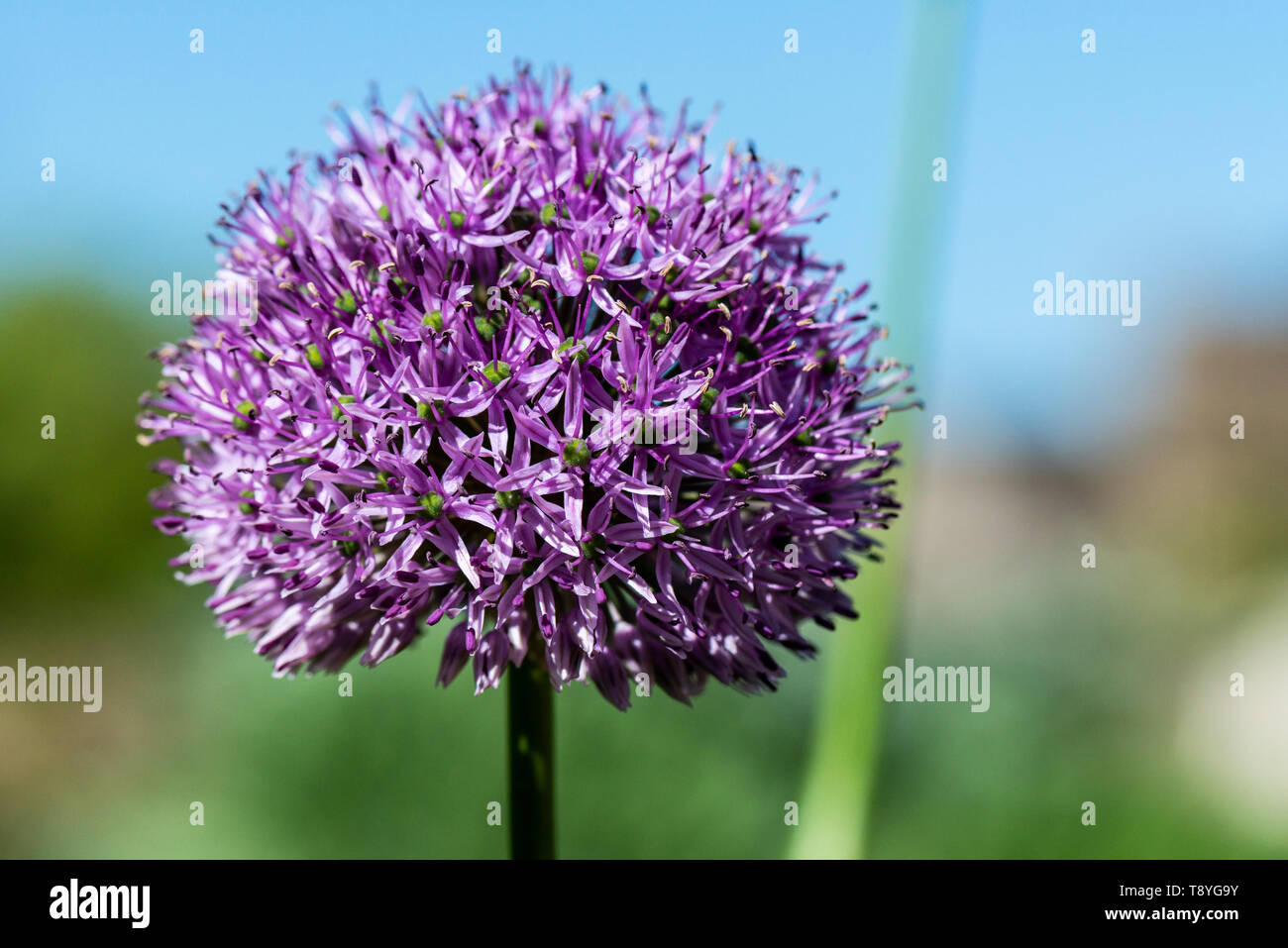The purple flower head of an allium Stock Photo