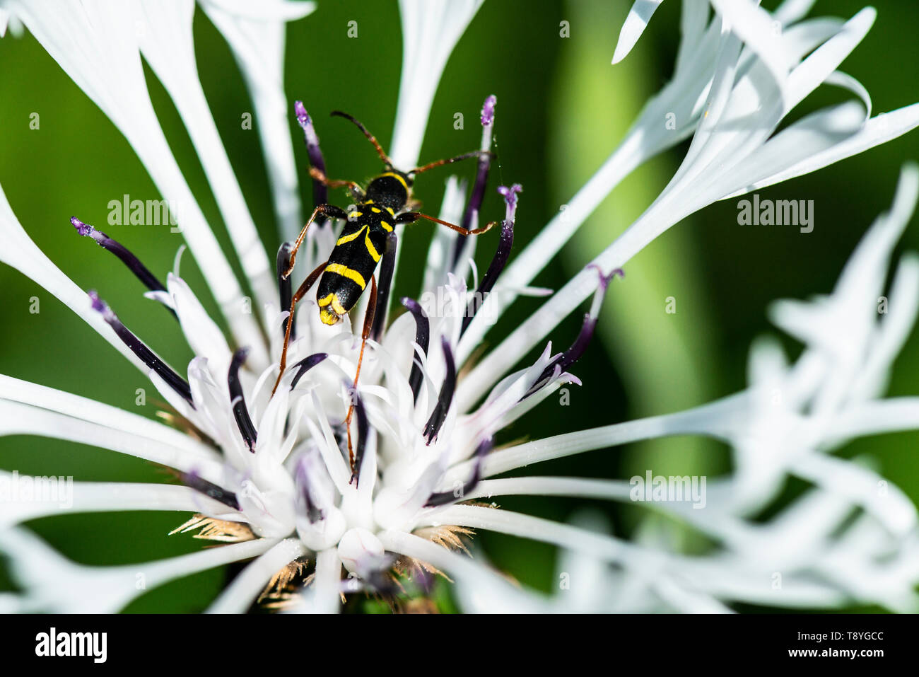 A wasp beetle (Clytus arietis) on a white perennial cornflower (Centaurea montana 'Alba') Stock Photo