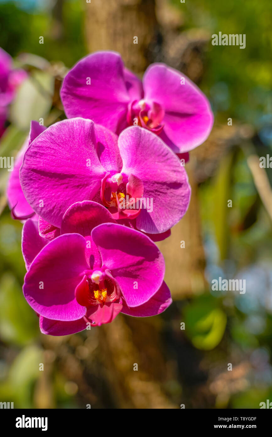 Phalaenopsis Orchid flower in garden at spring day for postcard beauty and agriculture idea concept design. Stock Photo