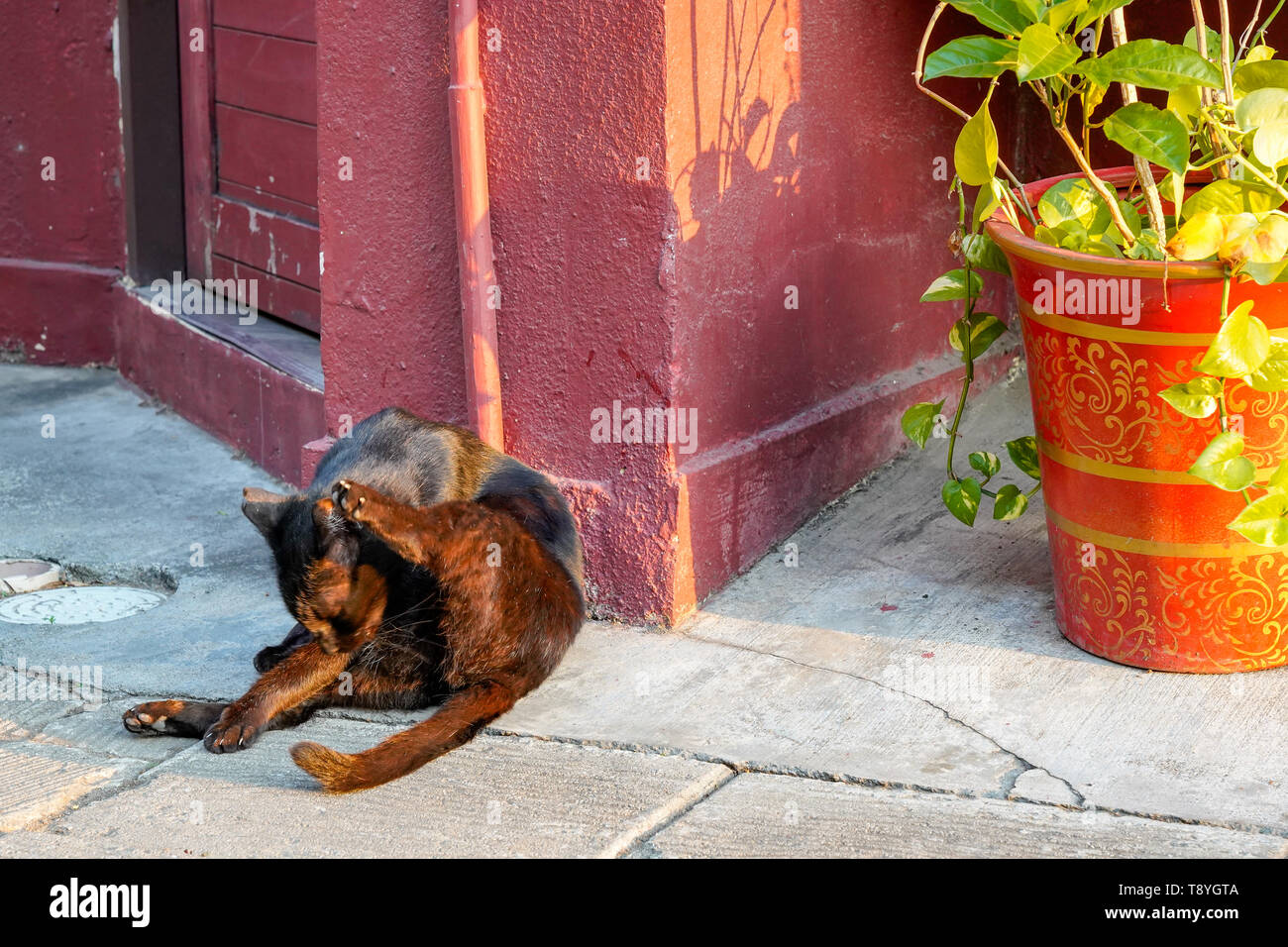alley cat relaxing at a doorway on the street Stock Photo