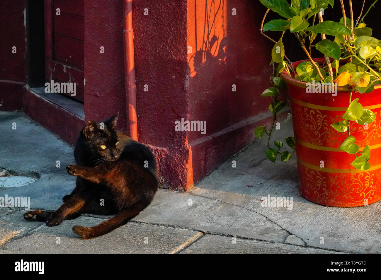 alley cat relaxing at a doorway on the street Stock Photo